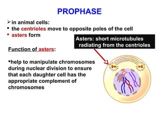 PROPHASE 
in animal cells: 
 the centrioles move to opposite poles of the cell 
 asters form Asters: short microtubules 
radiating from the centrioles 
Function of asters: 
help to manipulate chromosomes 
during nuclear division to ensure 
that each daughter cell has the 
appropriate complement of 
chromosomes 
 