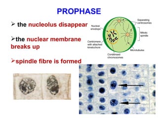 PROPHASE 
 the nucleolus disappear 
the nuclear membrane 
breaks up 
spindle fibre is formed 
 