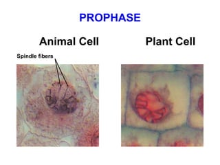 PROPHASE 
Animal Cell Plant Cell 
Spindle fibers 
 