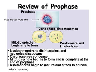 RReevviieeww ooff PPrroopphhaassee 
WWhhaatt tthhee cceellll llooookkss lliikkee 
WWhhaatt’’ss hhaappppeenniinngg 
 
