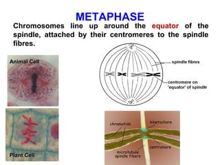 METAPHASE 
Chromosomes line up around the equator of the 
spindle, attached by their centromeres to the spindle 
fibres. 
AAnniimmaall CCeellll 
PPllaanntt CCeellll 
 