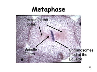 70 
MMeettaapphhaassee 
CChhrroommoossoommeess 
lliinneedd aatt tthhee 
EEqquuaattoorr 
AAsstteerrss aatt tthhee 
ppoolleess 
SSppiinnddllee 
FFiibbeerrss 
 