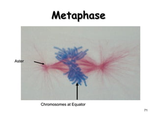 71 
MMeettaapphhaassee 
AAsstteerr 
CChhrroommoossoommeess aatt EEqquuaattoorr 
 