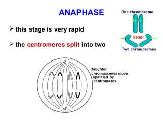 ANAPHASE 
 this stage is very rapid 
 the centromeres split into two 
 