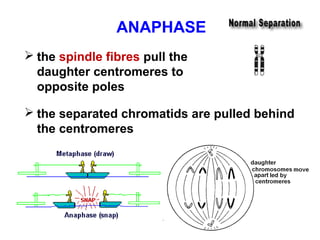 ANAPHASE 
 the spindle fibres pull the 
daughter centromeres to 
opposite poles 
 the separated chromatids are pulled behind 
the centromeres 
 