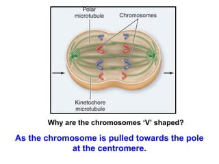 Why are the chromosomes ‘V’ shaped? 
As the chromosome is pulled towards the pole 
at the centromere. 
 