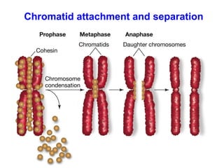 Chromatid attachment and separation 
 