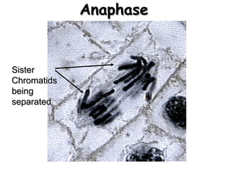 AAnnaapphhaassee 
SSiisstteerr 
CChhrroommaattiiddss 
bbeeiinngg 
sseeppaarraatteedd 
 