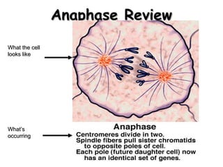 AAnnaapphhaassee RReevviieeww 
WWhhaatt tthhee cceellll 
llooookkss lliikkee 
WWhhaatt’’ss 
ooccccuurrrriinngg 
 