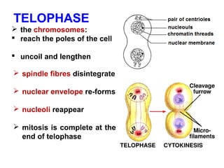 TELOPHASE 
 the chromosomes: 
 reach the poles of the cell 
 uncoil and lengthen 
 spindle fibres disintegrate 
 nuclear envelope re-forms 
 nucleoli reappear 
 mitosis is complete at the 
end of telophase 
 