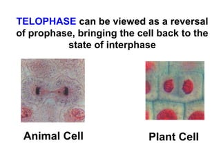 TELOPHASE can be viewed as a reversal 
of prophase, bringing the cell back to the 
state of interphase 
Animal Cell Plant Cell 
 