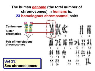 The human genome (the total number of 
chromosomes) in humans is: 
23 homologous chromosomal pairs 
Set 23: 
Sex chromosomes 
Set 23: 
Sex chromosomes 
 