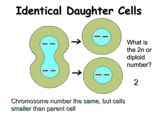 IIddeennttiiccaall DDaauugghhtteerr CCeellllss 
CChhrroommoossoommee nnuummbbeerr tthhee ssaammee,, bbuutt cceellllss 
ssmmaalllleerr tthhaann ppaarreenntt cceellll 
WWhhaatt iiss 
tthhee 22nn oorr 
ddiippllooiidd 
nnuummbbeerr?? 
22 
 