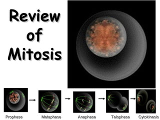 RReevviieeww 
ooff 
MMiittoossiiss 
PPrroopphhaassee MMeettaapphhaassee AAnnaapphhaassee TTeelloopphhaassee CCyyttookkiinneessiiss 
 