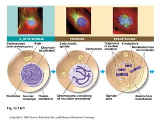 Fig. 12.5 left 
Copyright © 2002 Pearson Education, Inc., publishing as Benjamin Cummings 
 