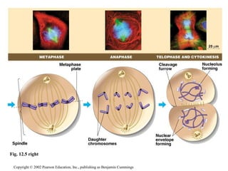 Fig. 12.5 right 
Copyright © 2002 Pearson Education, Inc., publishing as Benjamin Cummings 
 