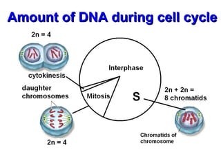 AAmmoouunntt ooff DDNNAA dduurriinngg cceellll ccyyccllee 
 