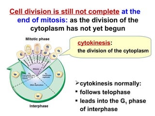 Cell division is still not complete at the 
end of mitosis: as the division of the 
cytoplasm has not yet begun 
cytokinesis: 
the division of the cytoplasm 
cytokinesis normally: 
 follows telophase 
 leads into the G1 phase 
of interphase 
 