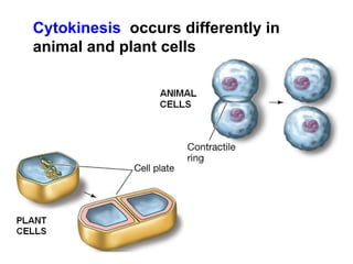 Cytokinesis occurs differently in 
animal and plant cells 
 