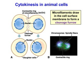 Cytokinesis in animal cells 
Microfilaments draw 
in the cell surface 
membrane to form a 
cleavage furrow 
 