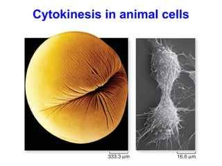 Cytokinesis in animal cells 
 