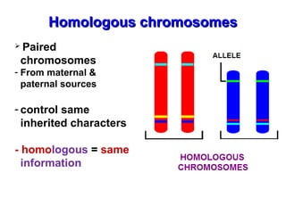 HHoommoollooggoouuss cchhrroommoossoommeess 
 Paired 
chromosomes 
- From maternal & 
paternal sources 
- control same 
inherited characters 
- homologous = same 
information 
 