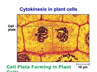 Cytokinesis in plant cells 
Cell Plate Forming in Plant 
Cells 
 