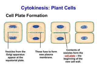 Cytokinesis: Plant Cells 
Cell Plate Formation 
Vesicles from the 
Golgi apparatus 
appear at the 
equatorial plate. 
Contents of 
vesicles form the 
cell plate – the 
beginning of the 
new cell wall. 
These fuse to form 
new plasma 
membrane. 
 