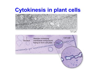 Cytokinesis in plant cells 
 