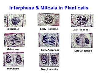 Interphase & Mitosis in Plant cells 
Interphase Early Prophase Late Prophase 
Metaphase 
Early Anaphase 
Telophase 
Late Anaphase 
Daughter cells 
 