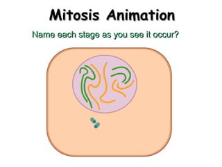 MMiittoossiiss AAnniimmaattiioonn 
NNaammee eeaacchh ssttaaggee aass yyoouu sseeee iitt ooccccuurr?? 
 