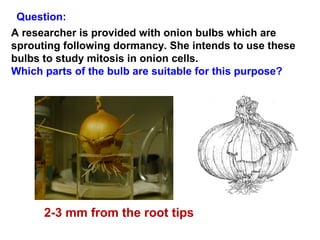 Question: 
A researcher is provided with onion bulbs which are 
sprouting following dormancy. She intends to use these 
bulbs to study mitosis in onion cells. 
Which parts of the bulb are suitable for this purpose? 
2-3 mm from the root tips 
 