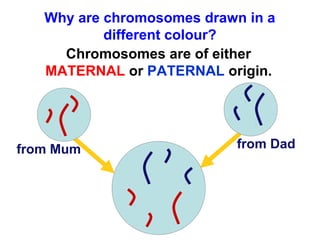 Why are chromosomes drawn in a 
different colour? 
Chromosomes are of either 
MATERNAL or PATERNAL origin. 
from Mum from Dad 
 