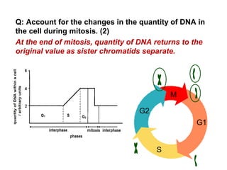 Q: Account for the changes in the quantity of DNA in 
the cell during mitosis. (2) 
At the end of mitosis, quantity of DNA returns to the 
original value as sister chromatids separate. 
M 
G1 
S 
G2 
 