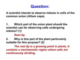 Question: 
A scientist intends to observe mitosis in cells of the 
common onion (Allium cepa). 
1. Which part of the onion plant should the 
scientist use for observing cells undergoing 
mitosis? (1) 
Root tip. 
2. Why is this part of the plant particularly 
suitable for this purpose? (2) 
The root tip is a growing point in plants. It 
contains a meristematic region where cells are 
continuously dividing. 
 