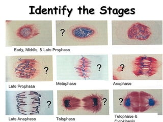 113 
IIddeennttiiffyy tthhee SSttaaggeess 
EEaarrllyy,, MMiiddddllee,, & LLaattee PPrroopphhaassee 
LLaattee PPrroopphhaassee Metaphase AAnnaapphhaassee 
LLaattee AAnnaapphhaassee TTeelloopphhaassee TTeelloopphhaassee & 
CCyyttookkiinneessiiss 
?? 
?? ?? ?? 
?? ?? ?? 
 