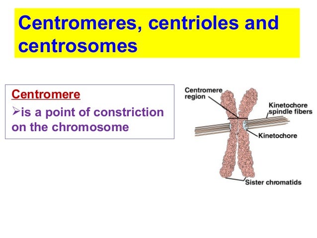 BIOLOGY FORM 4 CHAPTER 5 PART 1 - MITOSIS hydra cell diagram 