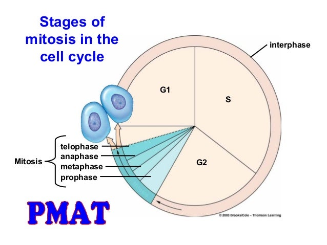 biology write up if mitosis Find this pin and more on scienceteachinstuffz by biology i: mitosis video at the here’s just some of the notes i had time to write up. biology write up if mitosis Find this pin and more on scienceteachinstuffz by biology i: mitosis video at the here’s just some of the notes i had time to write up.