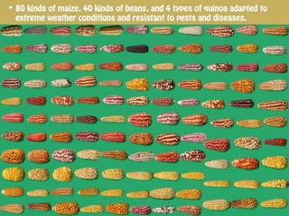 Conservation and Recovery of Native Seeds resistant to the Effects of Climate Change for Food Security