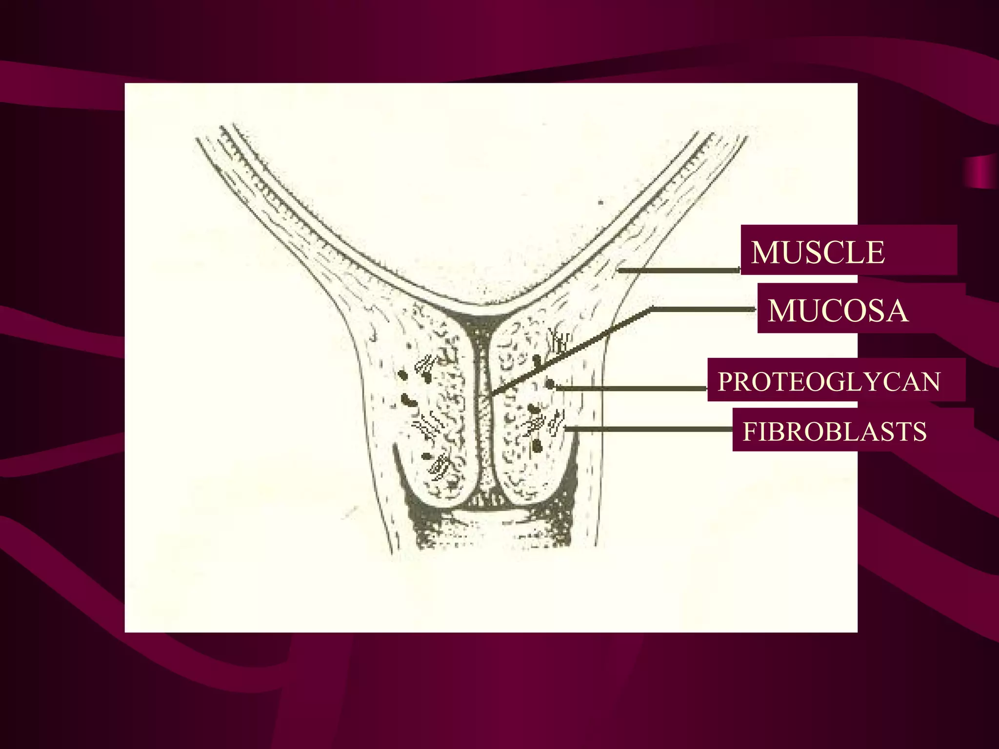 MUSCLE
MUCOSA
PROTEOGLYCAN
FIBROBLASTS
 