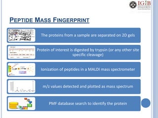 PEPTIDE MASS FINGERPRINT
The proteins from a sample are separated on 2D gels
Protein of interest is digested by trypsin (or any other site
specific cleavage)
Ionization of peptides in a MALDI mass spectrometer
m/z values detected and plotted as mass spectrum
PMF database search to identify the protein
 