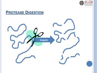 PROTEASE DIGESTION
trypsin
 