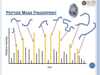 PEPTIDE MASS FINGERPRINT
m/z
RelativeIntensity
 