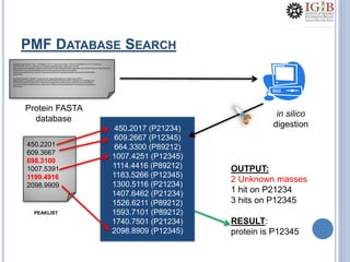 PMF DATABASE SEARCH
450.2201
609.3667
698.3100
1007.5391
1199.4916
2098.9909
PEAKLIST
>gi|2924450|emb|CAA17750.1| PROBABLE FATTY-ACID-CoA LIGASE FADD18 (FRAGMENT) (FATTY-ACID-CoA
SYNTHETASE) (FATTY-ACID-CoA SYNTHASE) [Mycobacterium tuberculosis H37Rv]
MAASLSENLSCHSSNMCRLSGNAATNLERPGEEPPGDRCTRRQAVRPARTLAKKGNIPVGYYKDEKKTAETFRTINGVRYAIPGD
YAQVEEDGTVTMLGRGSVSINSGGEKVYPEEVEAALKGHPDVFDALVVGVPDPRY
GQQVAAVVQARPGCRPSLAELDSFVRSEIAGYKVPRSLWFVDEVKRSPAGKPDYRWAKEQTEARPADDVH
AGHVTSGS
>gi|15610649|ref|NP_218030.1| fatty-acid-CoA ligase [Mycobacterium tuberculosis H37Rv]
MAASLSENLSCHSSNMCRLSGNAATNLERPGEEPPGDRCTRRQAVRPARTLAKKGNIPVGYYKDEKKTAE
TFRTINGVRYAIPGDYAQVEEDGTVTMLGRGSVSINSGGEKVYPEEVEAALKGHPDVFDALVVGVPDPRY
GQQVAAVVQARPGCRPSLAELDSFVRSEIAGYKVPRSLWFVDEVKRSPAGKPDYRWAKEQTEARPADDVH
AGHVTSGS
Protein FASTA
database
450.2017 (P21234)
609.2667 (P12345)
664.3300 (P89212)
1007.4251 (P12345)
1114.4416 (P89212)
1183.5266 (P12345)
1300.5116 (P21234)
1407.6462 (P21234)
1526.6211 (P89212)
1593.7101 (P89212)
1740.7501 (P21234)
2098.8909 (P12345)
in silico
digestion
OUTPUT:
2 Unknown masses
1 hit on P21234
3 hits on P12345
RESULT:
protein is P12345
 