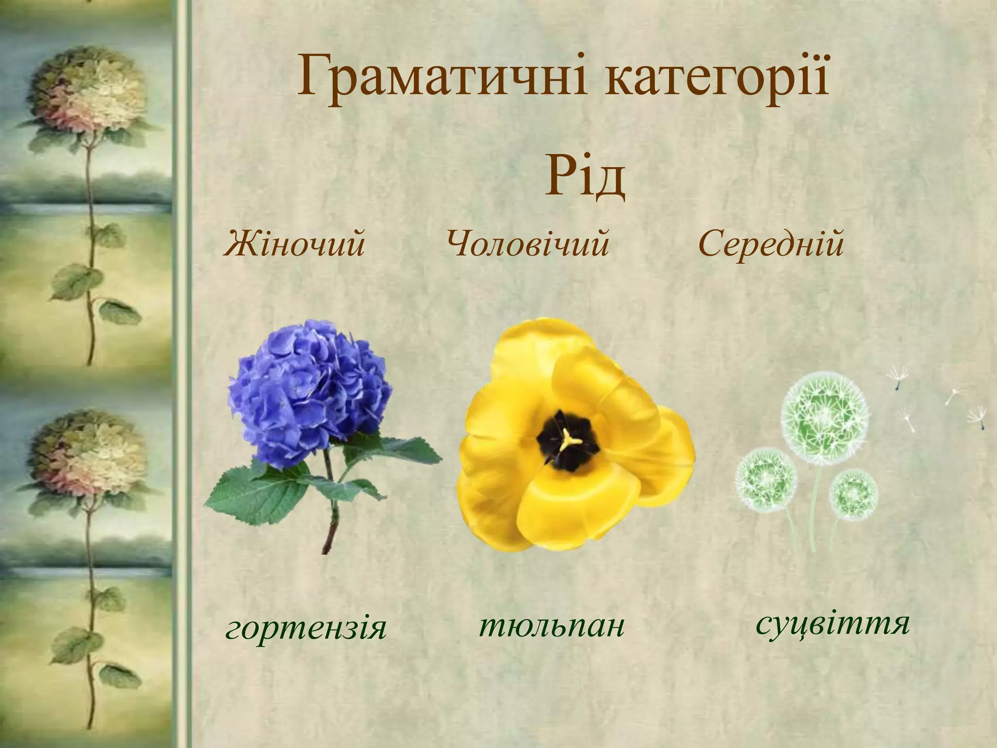 Граматичні категорії
Рід
Жіночий Чоловічий Середній
гортензія тюльпан суцвіття
 