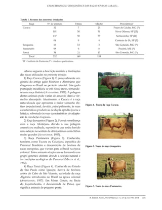 B. Indústr. Anim., Nova Odessa,v.71, n.4 p.332-340, 2014
CARACTERIZAÇÃO CITOGENÉTICA DAS RAÇAS BOVINAS CARACU...
334
Abaixo seguem a descrição sumária e ilustrações
das raças utilizadas no presente estudo:
1) Raça Caracu (Figura 1). É provavelmente ori-
ginaria do antigo gado Minhoto e Alentejano que
chegaram ao Brasil no período colonial. Este gado
português modificou-se em nosso meio, tornando-
se uma raça distinta (Athanassof, 1957). A pelagem
destes animais pode variar de amarelo claro a ver-
melho alaranjado. Atualmente, o Caracu é a raça
naturalizada que apresenta o maior tamanho efe-
tivo populacional, devido, principalmente, às suas
características produtivas de dupla aptidão (carne e
leite); e, sobretudo às suas características de adapta-
ção às condições tropicais.
2) Raça Junqueira (Figura 2). Possui semelhança
com a raça Alentejana devido à sua pelagem
amarela ou malhada, supondo-se que tenha havido
uma seleção no sentido de obter animais com chifres
muito grandes (Athanassof, 1957).
3) Raça Pantaneira (Figura 3). Conhecida,
também, como Tucura ou Cuiabano, específica do
Pantanal Brasileiro e descendente de bovinos de
raças europeias, que vieram para o Brasil na época
colonial. Estes animais adaptaram-se formando um
grupo genético distinto devido à seleção natural e
às condições ecológicas do Pantanal (Mazza et al.,
1992).
4) Raça Patuá (Figura 4). Conhecida no Estado
de São Paulo como Igarapé, deriva de bovinos
anões do Cabo de São Vicente, variedade da raça
Algárvia introduzida no Brasil na época colonial
(Athanassof, 1957). Em Minas Gerais, na Bacia
do Jequitinhonha, é denominada de Patuá, que
significa animais de pequeno porte.
Tabela 1. Resumo das amostras estudadas
Raça Nº de animais Fêmea Macho Procedência1
Caracu 32 7 25 Poços de Caldas, MG (P)
101 50 51 Nova Odessa, SP (IZ)
137 58 79 Sertãozinho, SP (IZ)
04 0 4 Centrais de IA, SP (P)
Junqueira 16 13 3 São Gotardo, MG (P)
Pantaneiro 08 0 8 Poconé, MT (P)
Patuá 34 21 13 São Gotardo, MG (P)
Total 332 149 183
1
IZ = Instituto de Zootecnia; P = criadores particulares.
Figura 1. Touro da raça Caracu.
Figura 2. Touro da raça Junqueira.
Figura 3. Touro da raça Pantaneira.
 