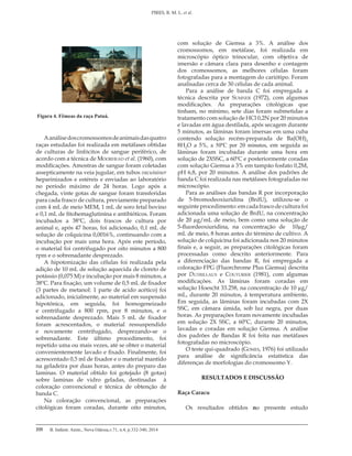 B. Indústr. Anim., Nova Odessa,v.71, n.4, p.332-340, 2014
PIRES, R. M. L. et al.
335
Aanálisedoscromossomosdeanimaisdasquatro
raças estudadas foi realizada em metáfases obtidas
de culturas de linfócitos de sangue periférico, de
acordo com a técnica de Moorhead et al. (1960), com
modificações. Amostras de sangue foram coletadas
assepticamente na veia jugular, em tubos vacutainer
heparinizados e estéreis e enviadas ao laboratório
no período máximo de 24 horas. Logo após a
chegada, vinte gotas de sangue foram transferidas
para cada frasco de cultura, previamente preparado
com 4 mL de meio MEM, 1 mL de soro fetal bovino
e 0,1 mL de fitohemaglutinina e antibióticos. Foram
incubados a 38ºC, dois frascos de cultura por
animal e, após 47 horas, foi adicionado, 0,1 mL de
solução de colquicina 0,0016%, continuando com a
incubação por mais uma hora. Após este período,
o material foi centrifugado por oito minutos a 800
rpm e o sobrenadante desprezado.
A hipotonização das células foi realizada pela
adição de 10 mL de solução aquecida de cloreto de
potássio (0,075 M) e incubação por mais 8 minutos, a
38ºC. Para fixação, um volume de 0,5 mL de fixador
(3 partes de metanol: 1 parte de acido acético) foi
adicionado, inicialmente, ao material em suspensão
hipotônica, em seguida, foi homogeneizado
e centrifugado a 800 rpm, por 8 minutos, e o
sobrenadante desprezado. Mais 5 mL de fixador
foram acrescentados, o material ressuspendido
e novamente centrifugado, desprezando-se o
sobrenadante. Este último procedimento, foi
repetido uma ou mais vezes, até se obter o material
convenientemente lavado e fixado. Finalmente, foi
acrescentado 0,5 ml de fixador e o material mantido
na geladeira por duas horas, antes do preparo das
laminas. O material obtido foi gotejado (8 gotas)
sobre laminas de vidro geladas, destinadas à
coloração convencional e técnica de obtenção de
banda C.
Na coloração convencional, as preparações
citológicas foram coradas, durante oito minutos,
com solução de Giemsa a 3%. A análise dos
cromossomos, em metáfase, foi realizada em
microscópio óptico trinocular, com objetiva de
imersão e câmara clara para desenho e contagem
dos cromossomos, as melhores células foram
fotografadas para a montagem do cariótipo. Foram
analisadas cerca de 30 células de cada animal.
Para a análise de banda C foi empregada a
técnica descrita por Sumner (1972), com algumas
modificações. As preparações citológicas que
tinham, no mínimo, sete dias foram submetidas a
tratamento com solução de HCl 0,2N por 20 minutos
e lavadas em água destilada, após secagem durante
5 minutos, as lâminas foram imersas em uma cuba
contendo solução recém-preparada de Ba(OH)2
8H2
O a 5%, a 50ºC por 20 minutos, em seguida as
lâminas foram incubadas durante uma hora em
solução de 2XSSC, a 60ºC e posteriormente coradas
com solução Giemsa a 3% em tampão fosfato 0,2M,
pH 6,8, por 20 minutos. A análise dos padrões de
banda C foi realizada nas metáfases fotografadas no
microscópio.
Para as análises das bandas R por incorporação
de 5-bromodeoxiuridina (BrdU), utilizou-se o
seguinteprocedimento:emcadafrascodeculturafoi
adicionada uma solução de BrdU, na concentração
de 20 µg/mL de meio, bem como uma solução de
5-fluordeoxiuridina, na concentração de 10µg/
mL de meio, 8 horas antes do término de cultivo. A
solução de colquicina foi adicionada nos 20 minutos
finais e, a seguir, as preparações citológicas foram
processadas como descrito anteriormente. Para
a diferenciação das bandas R, foi empregada a
coloração FPG (Fluorchrome Plus Giemsa) descrita
por Dutrillaux e Couturier (1981), com algumas
modificações. As lâminas foram coradas em
solução Hoescht 33.258, na concentração de 10 µg/
mL, durante 20 minutos, à temperatura ambiente.
Em seguida, as lâminas foram incubadas com 2X
SSC, em câmara úmida, sob luz negra, por duas
horas. As preparações foram novamente incubadas
em solução 2X SSC, a 60ºC, durante 20 minutos,
lavadas e coradas em solução Giemsa. A análise
dos padrões de Bandas R foi feita nas metáfases
fotografadas no microscópio.
O teste qui-quadrado (Gomes, 1976) foi utilizado
para análise de significância estatística das
diferenças de morfologias do cromossomo Y.
RESULTADOS E DISCUSSÃO
Raça Caracu
Os resultados obtidos no presente estudo
Figura 4. Fêmeas da raça Patuá.
 