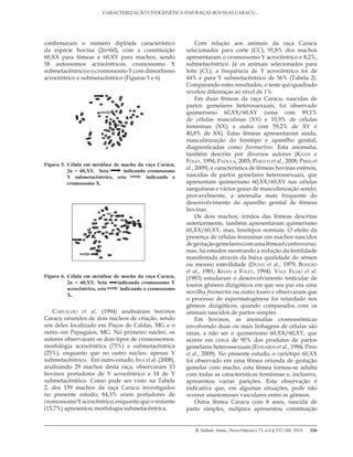 B. Indústr. Anim., Nova Odessa,v.71, n.4 p.332-340, 2014
CARACTERIZAÇÃO CITOGENÉTICA DAS RAÇAS BOVINAS CARACU...
336
confirmaram o número diplóide característico
da espécie bovina (2n=60), com a constituição
60,XX para fêmeas e 60,XY para machos, sendo
58 autossomos acrocêntricos, cromossomo X
submetacêntrico e o cromossomo Y com dimorfismo
acrocêntrico e submetacêntrico (Figuras 5 e 6)
Carvalho et al. (1994) analisaram bovinos
Caracu oriundos de dois núcleos de criação, sendo
um deles localizado em Poços de Caldas, MG e o
outro em Papagaios, MG. No primeiro núcleo, os
autores observaram os dois tipos de cromossomos:
morfologia acrocêntrica (75%) e submetacêntrica
(25%), enquanto que no outro núcleo, apenas Y
submetacêntrico. Em outro estudo, Issa et al. (2008),
analisando 29 machos desta raça, observaram 15
bovinos portadores de Y acrocêntrico e 14 de Y
submetacêntrico. Como pode ser visto na Tabela
2, dos 159 machos da raça Caracu investigados
no presente estudo, 84,3% eram portadores de
cromossomoYacrocêntrico,enquantoqueorestante
(15,7%) apresentou morfologia submetacêntrica.
Com relação aos animais da raça Caracu
selecionados para corte (CC), 91,8% dos machos
apresentaram o cromossomo Y acrocêntrico e 8,2%,
submetacêntrico. Já os animais selecionados para
leite (CL), a frequência de Y acrocêntrico foi de
44% e para Y submetacêntrico de 56% (Tabela 2).
Comparando estes resultados, o teste qui-quadrado
revelou diferenças ao nível de 1%.
Em duas fêmeas da raça Caracu, nascidas de
partos gemelares heterossexuais, foi observado
quimerismo 60,XX/60,XY (uma com 89,1%
de células masculinas (XY) e 10,9% de células
femininas (XX); e outra com 59,2% de XY e
40,8% de XX). Estas fêmeas apresentaram ainda,
masculinização do fenótipo e aparelho genital,
diagnosticadas como freemartins. Esta anomalia,
também descrita por diversos autores (Khan e
Foley, 1994; Padula, 2005; Peretti et al., 2008; Pires et
al., 2009), é característica de fêmeas bovinas estéreis,
nascidas de partos gemelares heterossexuais, que
apresentam quimerismo 60,XX/60,XY nas células
sanguíneas e vários graus de masculinização sendo,
provavelmente, a anomalia mais frequente do
desenvolvimento do aparelho genital de fêmeas
bovinas.
Os dois machos, irmãos das fêmeas descritas
anteriormente, também apresentaram quimerismo
60,XX/60,XY, mas, fenótipos normais. O efeito da
presença de células femininas em machos nascidos
degestaçãogemelarescomumafêmeaécontroverso,
mas, há estudos mostrando a redução da fertilidade
manifestada através da baixa qualidade do sêmen
ou mesmo esterilidade (Dunn et al., 1979; Bongso
et al., 1981; Khan e Foley, 1994). Vale Filho et al.
(1983) estudaram o desenvolvimento testicular de
touros gêmeos dizigóticos em que seu par era uma
novilha freemartin ou outro touro e observaram que
o processo de espermatogênese foi retardado nos
gêmeos dizigóticos, quando comparados com os
animais nascidos de partos simples.
Em bovinos, as anomalias cromossômicas
envolvendo duas ou mais linhagens de células são
raras, a não ser o quimerismo 60,XX/60,XY, que
ocorre em cerca de 90% dos produtos de partos
gemelares heterossexuais (Edwards et al., 1994; Pires
et al., 2009). No presente estudo, o cariótipo 60,XX
foi observado em uma fêmea oriunda de gestação
gemelar com macho, esta fêmea tornou-se adulta
com todas as características femininas e, inclusive,
apresentou varias parições. Esta observação é
indicativa que, em algumas situações, pode não
ocorrer anastomoses vasculares entre os gêmeos.
Outra fêmea Caracu com 8 anos, nascida de
parto simples, nulípara apresentou constituição
Figura 5. Célula em metáfase de macho da raça Caracu,
2n = 60,XY. Seta indicando cromossomo
Y submetacêntrico, seta indicando o
cromossomo X.
Figura 6. Célula em metáfase de macho da raça Caracu,
2n = 60,XY. Seta indicando cromossomo Y
acrocêntrico, seta indicando o cromossomo
X.
 