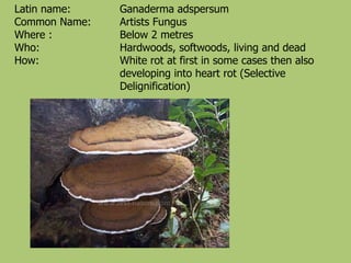 Latin name:    Ganaderma adspersum
Common Name:   Artists Fungus
Where :        Below 2 metres
Who:           Hardwoods, softwoods, living and dead
How:           White rot at first in some cases then also
               developing into heart rot (Selective
               Delignification)
 