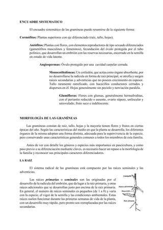 ENCUADRE SISTEMATICO
El encuadre sistemático de las gramíneas puede resumirse de la siguiente forma:
Cormófítos: Plantas superiores con eje diferenciado (raíz, tallo, hojas).
Antófitos: Plantas con flores, con elementos reproductores de tipo sexuado diferenciados
(gametófitos masculinos y femeninos), fecundación del óvulo protegida por el tubo
polínico, que desarrollan un embrión con las reservas necesarias, encerrado en la semilla
en estado de vida latente.
Angiospermas: Óvulo protegido por una cavidad carpelar cerrada.
Monocotiledóneas: Un cotiledón, que actúa como órgano absorbente, por
no desarrollarse la radícula en forma de raíz principal, se atrofia y surgen
raíces secundarias y adventicias que no poseen crecimiento en espesor.
Tallo raramente ramificado, con hacecillos conductores cerrados y
dispersos en él. Hojas generalmente sin peciolo y nerviación paralela.
Glumifloras: Flores con glumas, generalmente hermafroditas,
con el periantio reducido o ausente, ovario súpero, unilocular y
uniovulado; fruto seco e indehiscente.
MORFOLOGÍA DE LAS GRAMÍNEAS
Las gramíneas constan de raíz, tallo, hojas y la mayoría tienen flores y frutos en ciertas
épocas del año. Según las características del medio en que la planta se desarrolla, los diferentes
órganos de la misma adoptan una forma distinta, adecuada para la supervivencia de la especie,
pero conservando unas características generales comunes a todos los miembros de esta familia.
Antes de ver con detalle los géneros y especies más importantes en pascicultura, y como
paso previo a su diferenciación mediante claves, es necesario hacer un repaso a la morfología de
la familia y reconocer sus principales caracteres diferenciadores.
LA RAIZ
El sistema radical de las gramíneas está compuesto por las raíces seminales y las
adventicias.
Las raíces primarias o seminales son las originadas por el
desarrollo de la radícula del embrión, que da lugar a la raíz primaria, yotras
raíces adicionales que se desarrollan justo por encima de la raíz primaria.
En general, el numero de raíces seminales es pequeños (de 1 a 8) y varía
con la especie, el vigor de la semilla y las condiciones ambientales. Estas
raíces suelen funcionar durante las primeras semanas de vida de la planta,
con un desarrollo muy rápido, pero pronto son reemplazadas por las raíces
secundarias.
 